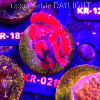 Acanthastrea lordhowensis SUNRISE (01.09.2026) KR-028  4cm