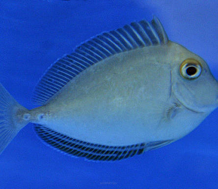 Naso unicornis rozmiar 12cm