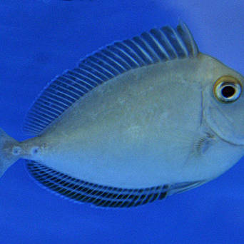 Naso unicornis rozmiar 12cm