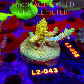 Acropora BANANA DRAGON (17.03.2026) L2-043  6cm