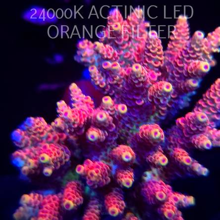 Acropora HYACINTHUS CORALSEA (07.02.2026)  10cm