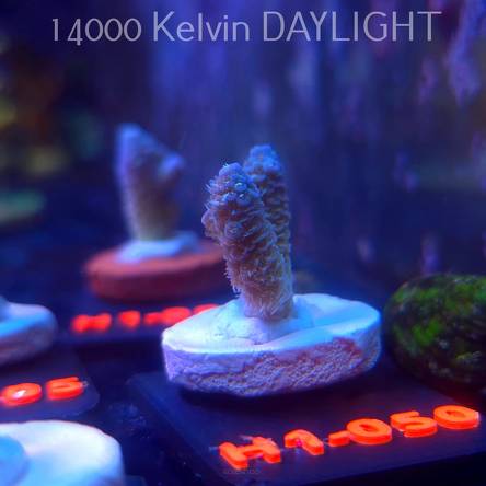 Acropora MILLEPORA RAINBOW (16.10.2025) H1-050  3cm