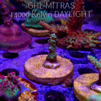 Acropora millepora BLUE (20.02.2025) L4-III-25  3cm