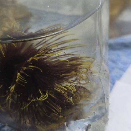 Sabellastarte sp. BLACK-YELLOW SPECIAL