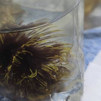 Sabellastarte sp. BLACK-YELLOW SPECIAL