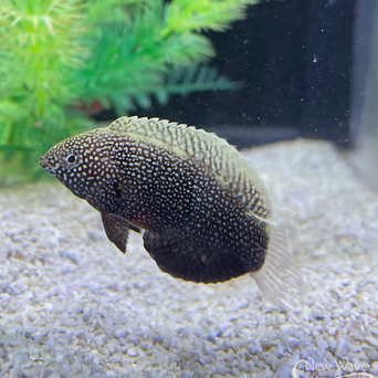 Macropharyngodon meleagris black 6cm