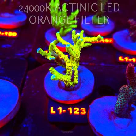 Anacropora WWC SLIMEBALL (02.08.2026) L1-123  7cm