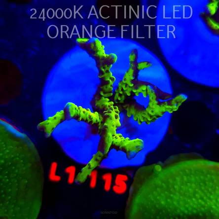 Anacropora WWC SLIMEBALL (09.10.2025) L1-115  5cm