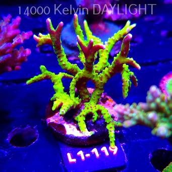 Anacropora WWC SLIMEBALL (14.03.2026) L1-119  10cm