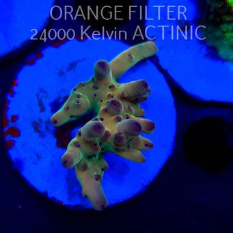 Acropora LORIPES FIJI GOLD (20.03.2025) L1-I-28  5cm (deepwater)