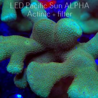 Porites cylindrica YELLOW (23.01.2025)  10cm