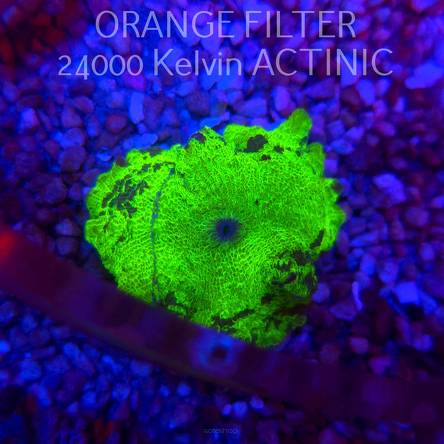  Discosoma ELECTUS JAWBREAKER (03.06.2025)  5cm