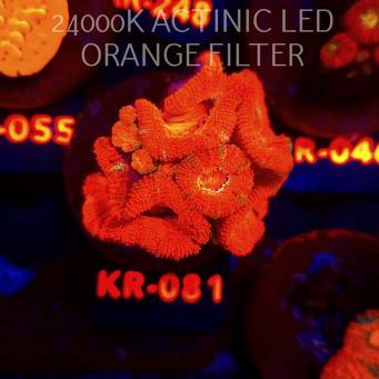 Acanthastrea lordhowensis SUNRISE (01.09.2026) KR-081  5cm