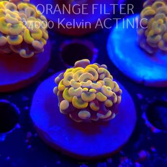   K.O. Euphyllia paraancora GOLDENROD HAMMER (12.12.2025) 2 HEADS