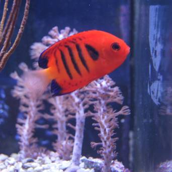  Centropyge loricula rozmiar 4-5 cm (HAWAJE)