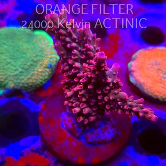 Acropora BLUE POLYP BLEEDING STRAWBERRY (11.08.2025) MM6-II-15  7cm
