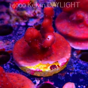 Blue Ridge Coral - Heliopora coerulea - Blue Fire Coral (06.05.2025)  5cm