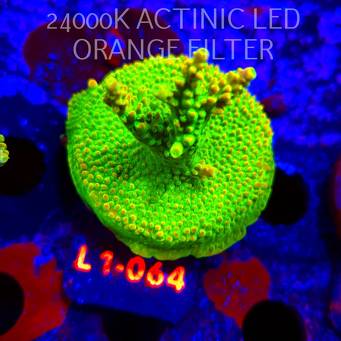 Acropora RR RAINBOW LOOM (16.03.2026) L1-064  5cm