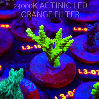 Acropora sp. PREMIUM AUSTRALIA (05.01.2026) L3-093  6cm