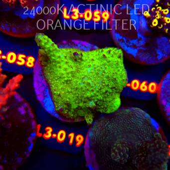 Acropora humilis URANIUM (10.09.2026) L3-019  5cm