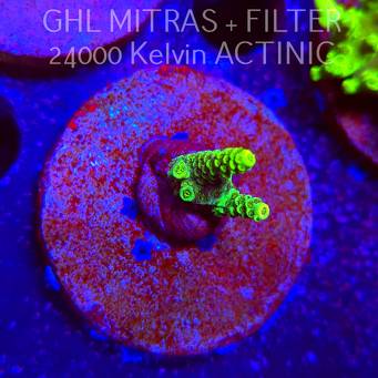 Acropora JMC YELLOW SPECIAL (20.02.2025) L4-I-30  2.5cm