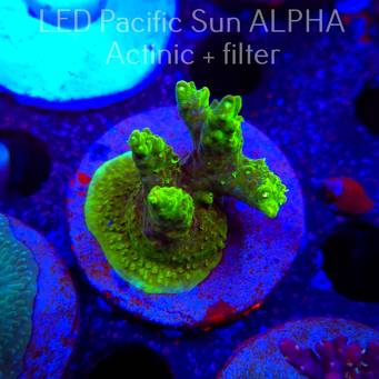 Acropora RR RAINBOW LOOM  (19.01.2025) L2-II-23  5cm