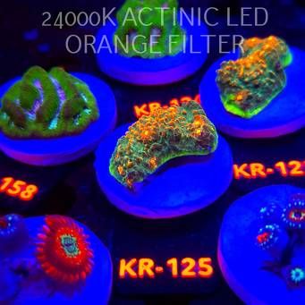 Echinophyllia FOREST FIRE (17.01.2026) KR-125  5cm