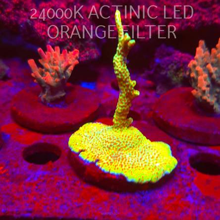 Acropora JMC SPECIAL RED (06.11.2025) MM1-III-13  3cm