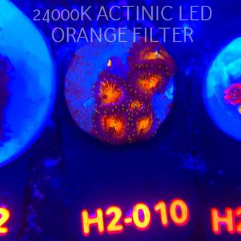 Zoanthus AUSSIE STARLIGHTS ZOA (01.12.2025) 6P  H2-010