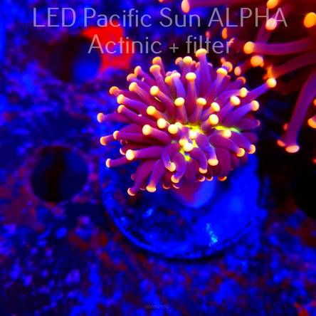 Euphyllia glabrescens Malaysian Miami Torch (16.07.2024)