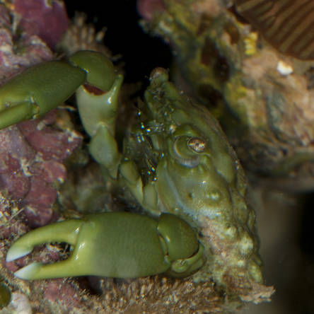Mithrax sculptus  (krab glonożerny)