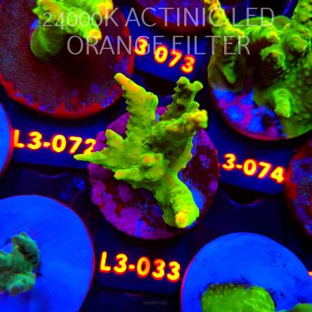 Acropora GOLD FEVER (10.09.2026) L3-033  6cm
