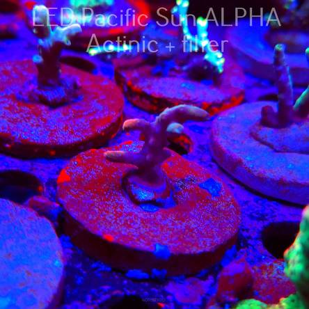 Acropora sp. AUSTRALIA (02.02.2025) L3-II-9  2cm