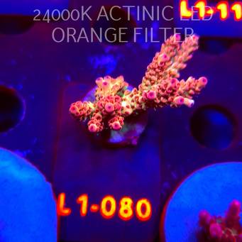 Acropora SELAGO RAINBOW (02.08.2026) L1-080  4cm