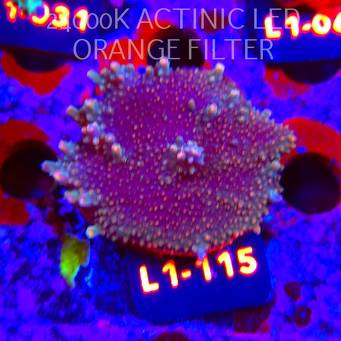 Acropora sp. AUSTRALIA  (16.03.2026) L1-115  5cm