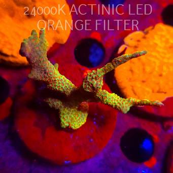 Montipora samarensis BUBBLEGUM (08.11.2025) MM1-I-2  6cm