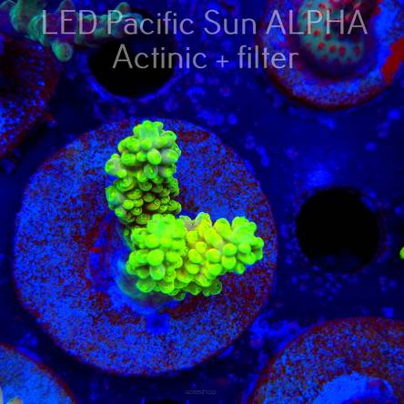 Acropora YELLOW SUNSHINE (12.01.2025) L1-I-29  4cm