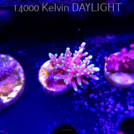   Acropora carduus MR PACMAN (01.08.2025)  3cm