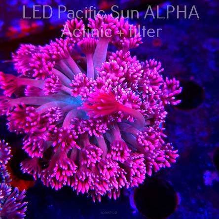  Goniopora stokesi RAINBOW (16.02.2025)