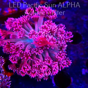  Goniopora stokesi RAINBOW (16.02.2025)