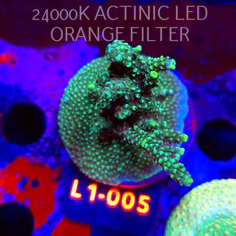 Acropora sp. AUSTRALIA  (16.03.2026) L1-005  5cm