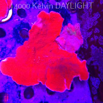 MONTIPORA GRAFTED RED-GREEN (14.02.2026) 15cm
