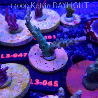 Acropora sp. AUSTRALIA (05.01.2026) L3-045  8cm