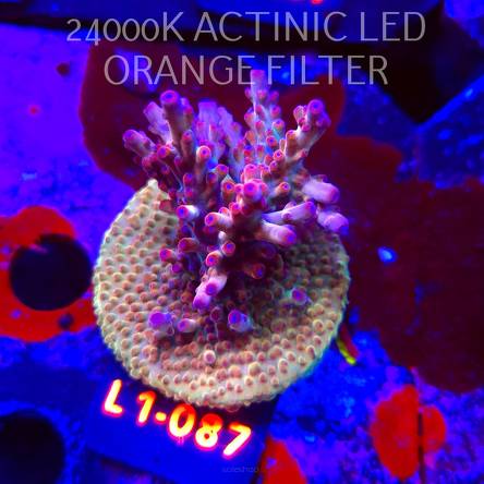 Acropora JMC PINK DREAM (16.03.2026) L1-087  6cm