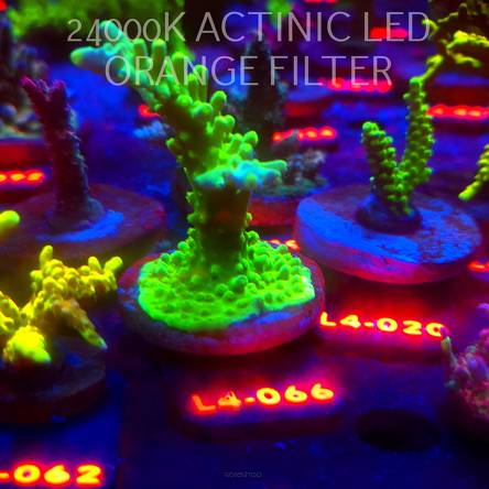 Acropora AUSTERA BANANA (06.01.2026) L4-066  10cm