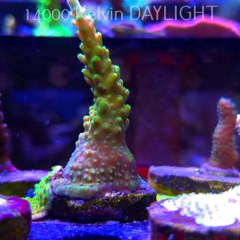 Acropora sp. AUSTRALIA (21.06.2025) L4-I-39  7cm