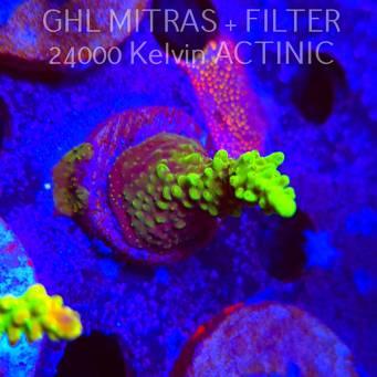 Acropora sp. AUSTRALIA (20.02.2025) L4-I-39  6cm