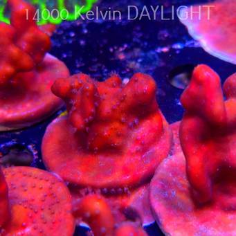 Blue Ridge Coral - Heliopora coerulea - Blue Fire Coral (06.05.2025)  5cm