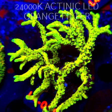 Anacropora WWC SLIMEBALL (05.01.2026) L3-089  8cm