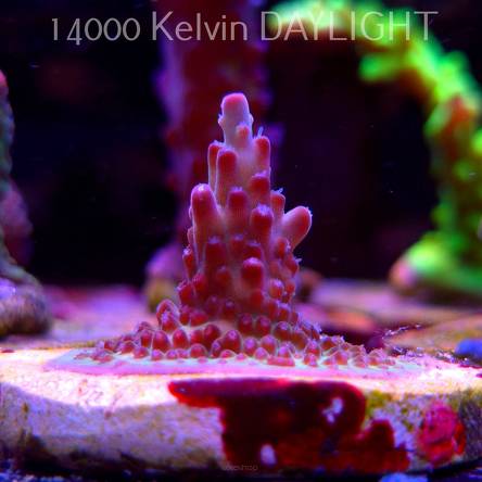 Acropora JMC PINK DREAM (24.05.2025) L2-I-15  3cm